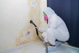 Reliable Lakewood, CA Mold Removal & Remediation Solutions